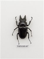 藏品(鬼艷鍬形蟲)的圖片